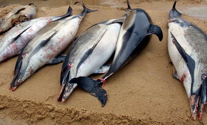 activistas dicen que una práctica común de los pescadores es cortar partes del cuerpo de un delfín sacado de las redes, para salvar la red