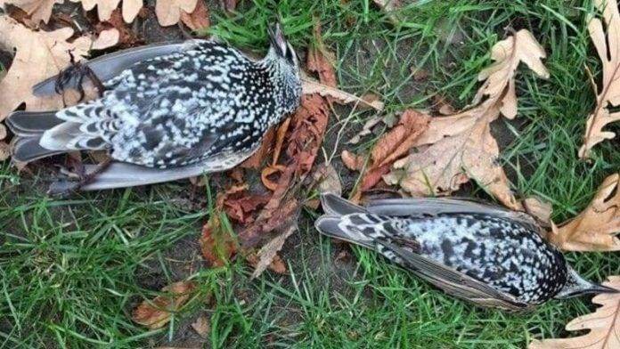Días atrás, 300 aves cayeron muertas por toda La Haya y presuponen que la causa fue la puesta en marcha de una antena con tecnología 5G, pero científicos han desmentido dicha causa.