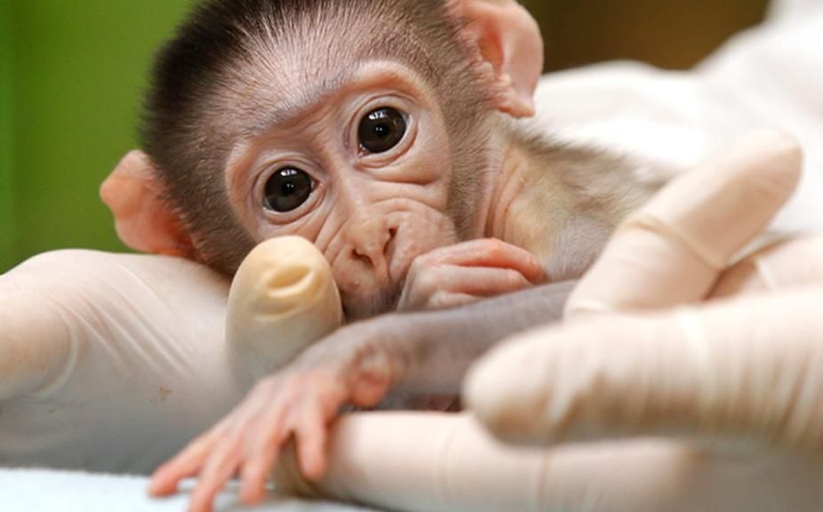 Monos transgénicos creados por científicos de EEUU y China