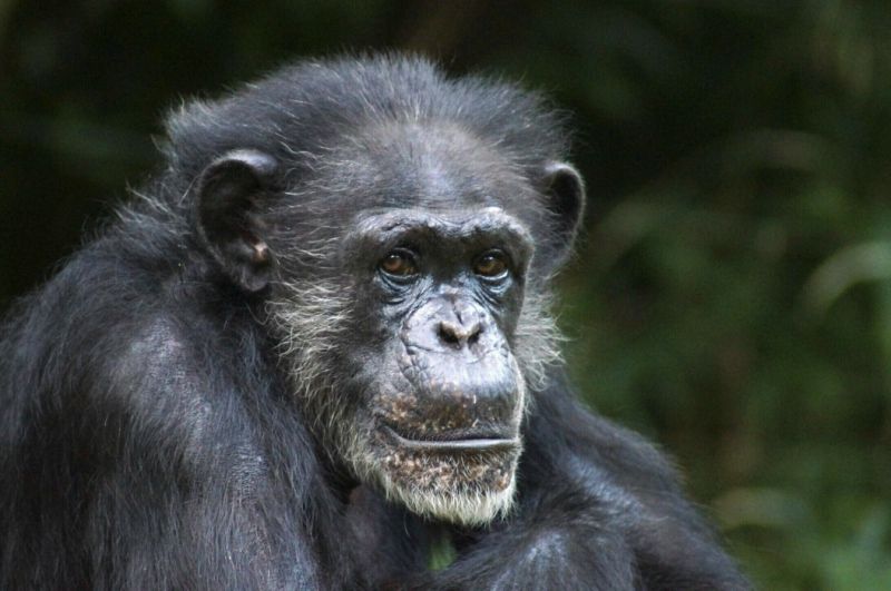 Sacrifican a Maggie chimpancé en zoo de Carolina del Norte a los 46 años