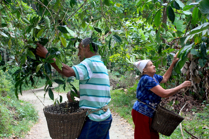 Comunidades recuperan sus cultivos de café bajo sombra con el programa de conservación de aves migratorias y endémicas.