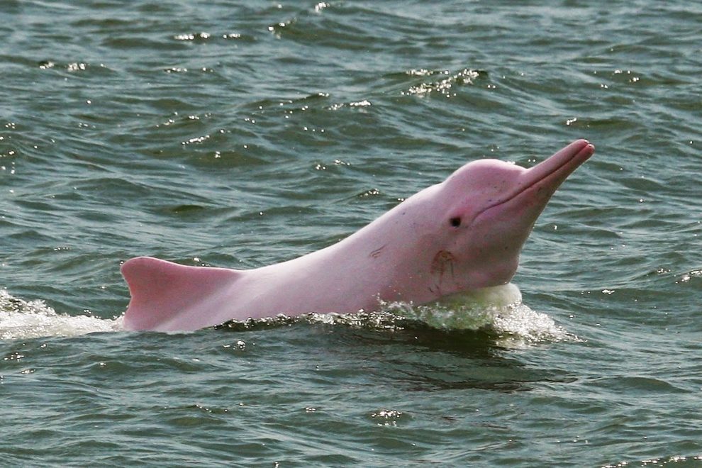 El delfín rosado es un animal emblemático del río Amazonas