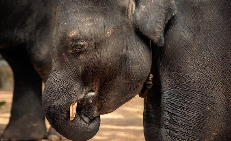 Maltrato animal: Un elefante, conocido como “Dumbo de la vida real”, que era obligado a bailar para los turistas en Tailandia murió.
