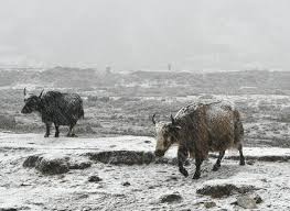Al menos 300 yaks han muerto de hambre en El Himalaya