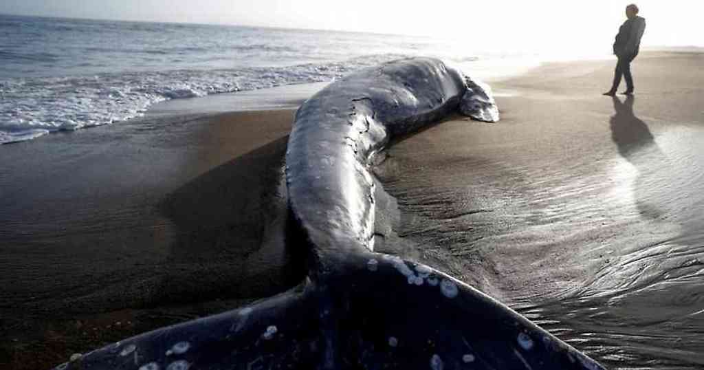Al parecer las ballenas no encuentran suficente alimento y mueren de inanición