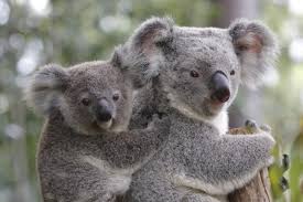 Los koalas a punto de extinción