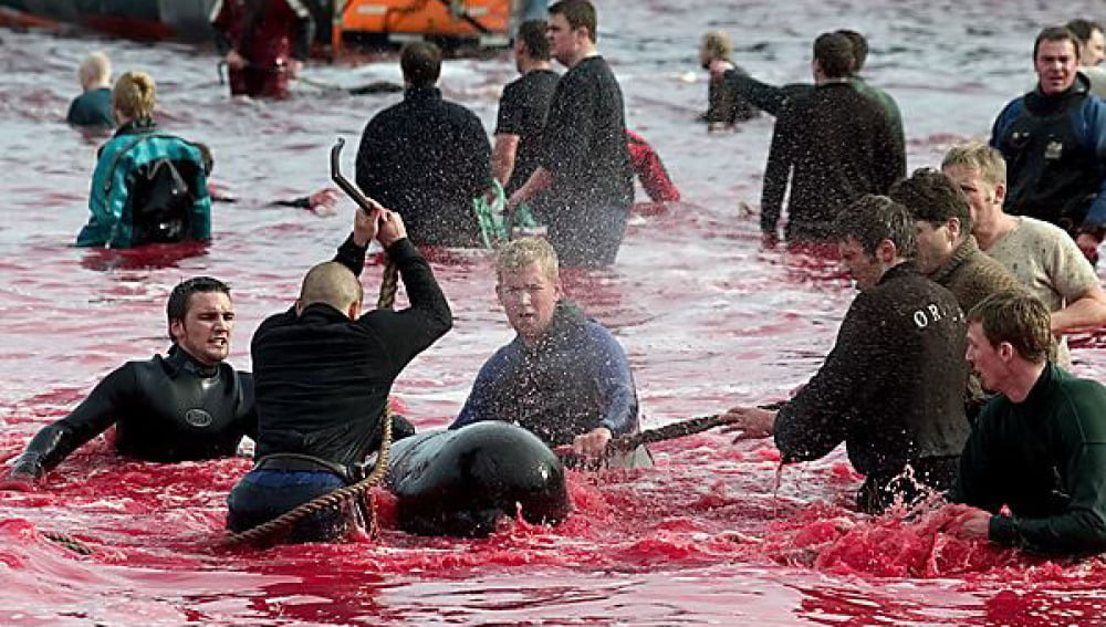 Matanza de delfines en Dinamarca, una tradición dond emiles de delfines son víctimas indefensas