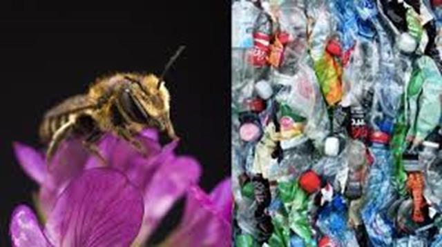 Una abeja Megachile rotundata, del tipo que podría haber hecho estos nidos, junto a los residuos plásticos