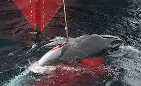 A pesar del clamor, Japón vuelve a la cruel caza de ballenas