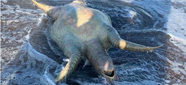 Una tortuga yace sin vida producto de estos derrames en el Mar de Cortés