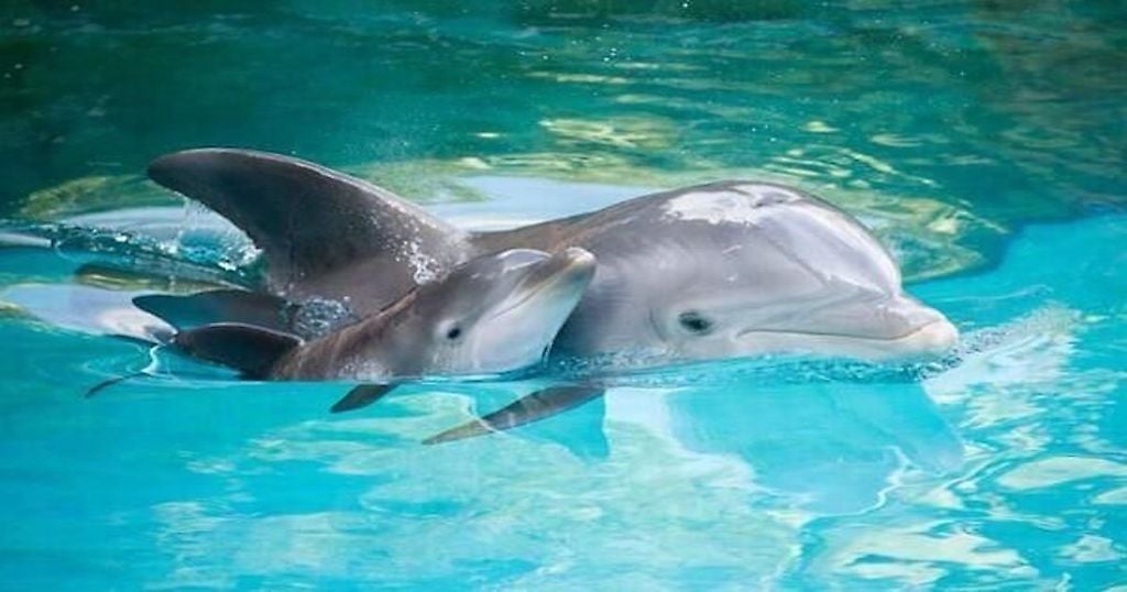 Bebé delfin de 9 días de nacido muerto al ser obligado a trabajar en espectáculo acuático en Bulgaria
