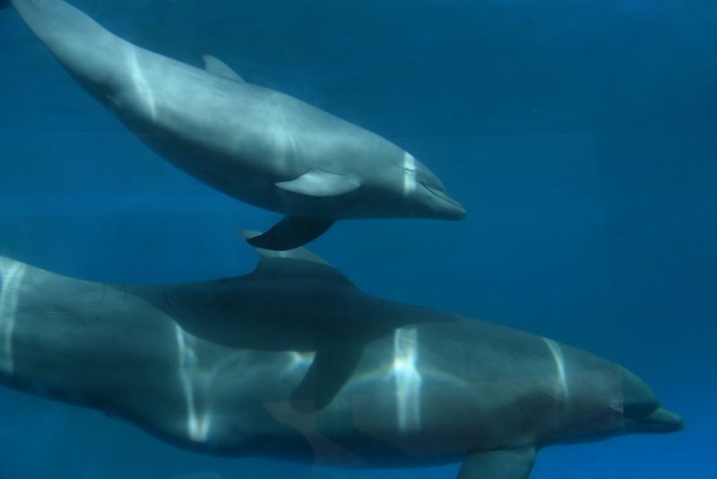 Una delfín nariz de botella adopta a una ballena cabeza de melón