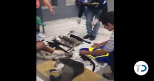 Envenenamiento masivo de perros y gatos en Ecuador