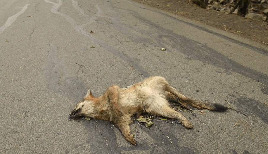 Un zorro muerto sobre una carretera en EEUU