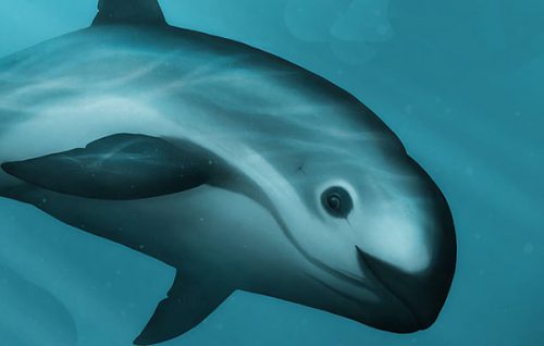 Sólo quedarían 10 ejemplares de la vaquita marina advierten científicos
