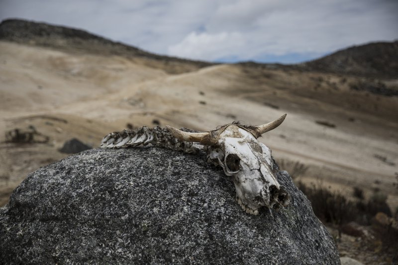 Imagen del 19/2/2019. Los huesos de un animal yacen sobre una roca durante una misión científica para estudiar cómo están cambiando las temperaturas y la flora en el ecosistema andino conocido como los páramos