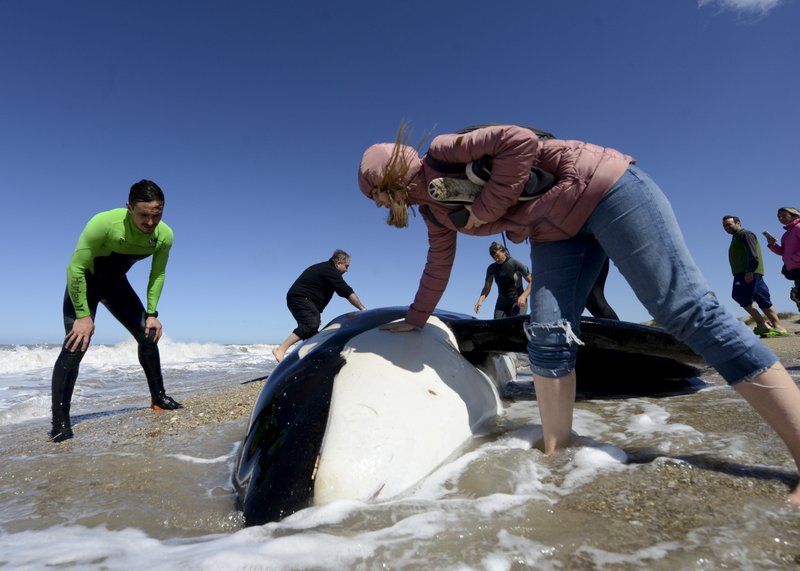 Una mujer revisa el cuerpo de la orca muerta en playa de Argentina