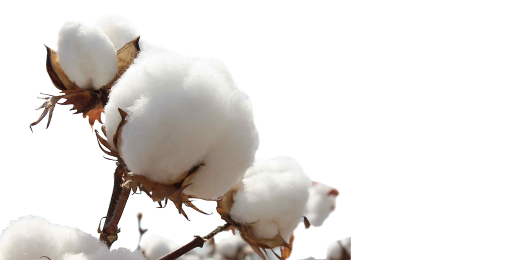 EEUU va a modificar genéticamente la semilla de algodón