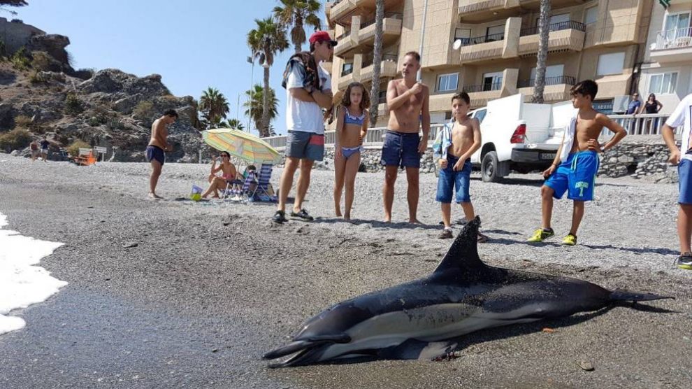 Miles de delfines aparecen muertos por un virus en el mar Mediterráneo