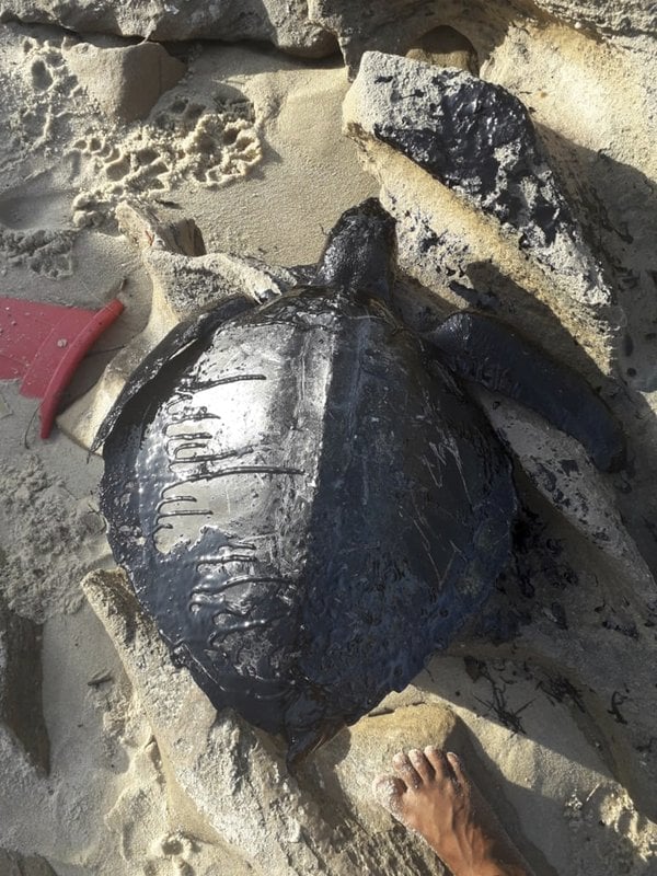 El cadáver de una tortuga cubierta de petróleo en la playa de Sabiaguaba, en Fortaleza, en el estado de Ceara, Brasil