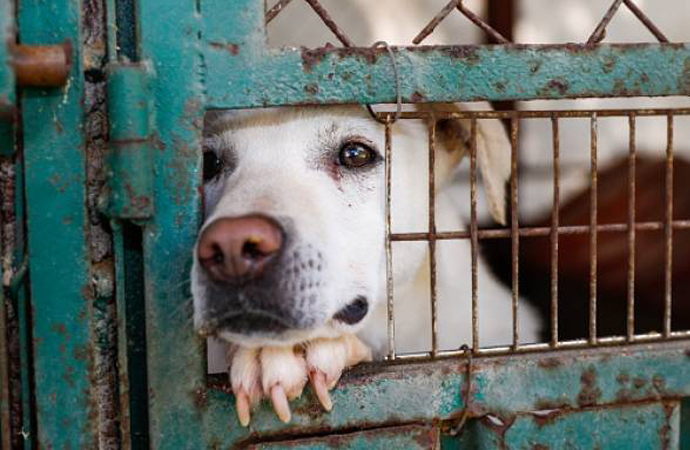 Los animales también tienen derechos: en EEUU aprueban una ley que castiga a los que cometen crueldad animal