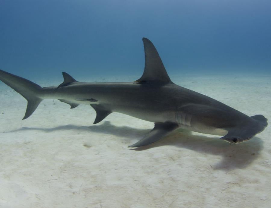 Tiburón martillo en peligro grave de extinción