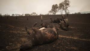 Desoladoras imágenes de animales muertos en los grandes incendios de Australia