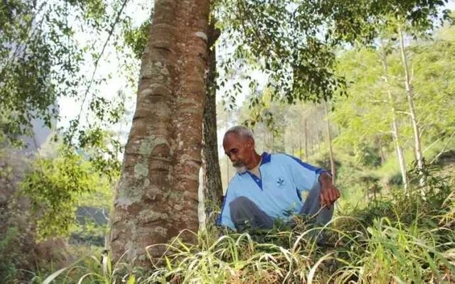 Sadiman ha sembrado mas de 11 mil árboles en la isla de Java en Indonesia
