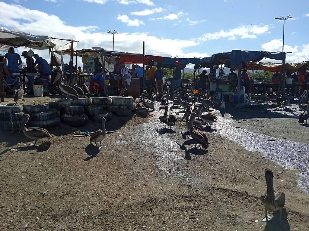 Pelícanos en el mercado de pescadores de Puerto La Cruz