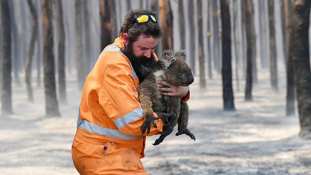 Los koalas son una de las especies a punto de extinguirse en los fuertes incendios de Australia