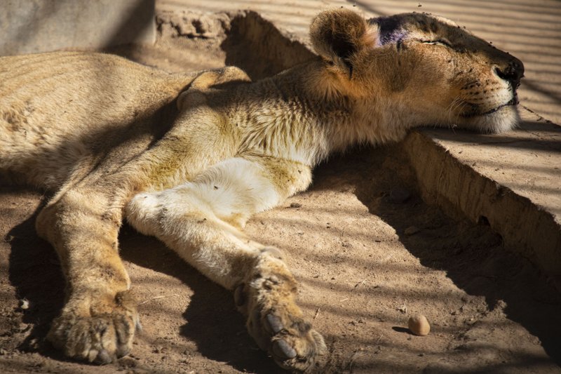 León hambriento en empobrecido zoológico en la capital de Sudán.