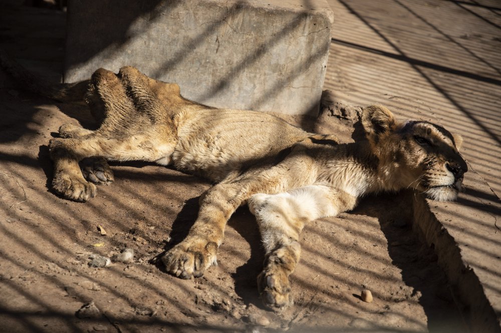 León hambriento en empobrecido zoológico en la capital de Sudán.