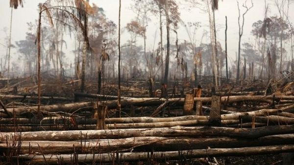 La Amazonía brasileña perdió 284.3 kms cuadrados de cobertura vegetal durante enero de 2020