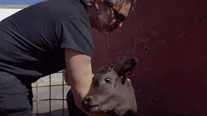 Joaquin Phoenix rescata a una vaca y su crío