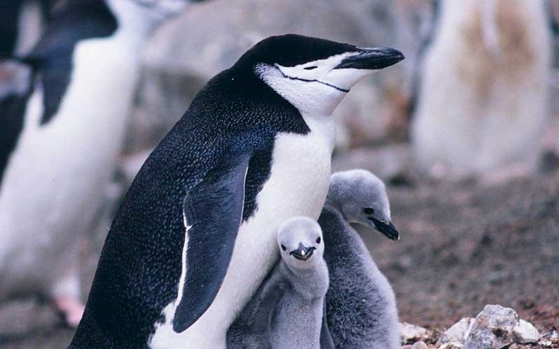 Los investigadores han totalizando 52.786 parejas reproductoras de pingüinos barbijo. Las cifras anteriores con respecto eran de unas 122.550 parejas reproductoras