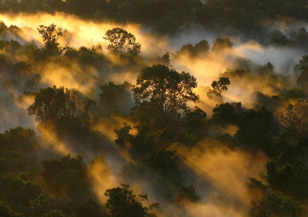 Los bosques de la Amazonia y África ya no pueden absorber dióxido de carbono