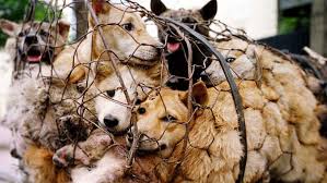 Perros víctimas de una tradición en ests países asiáticos: China, Corea del Sur, Tailandia, Vietnam, Filipinas, Laos, Indonesia y Cambodia