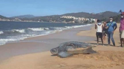 Una tortuga gigante hizo su desove (puesta de huevos) en playa de Carúpano