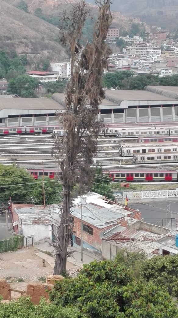 Viejo árbol a punto de derrumbarse sobre casas