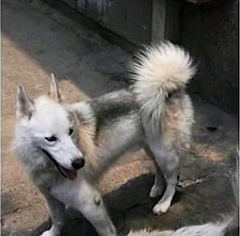 Este husky siberiano busca un guardián que lo cuide y sea su buen compañero