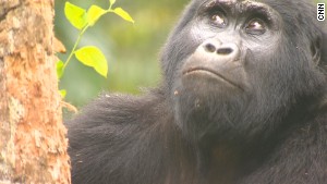 Cazadores furtivos matan a Rafiki un gorila en peligro de extinción