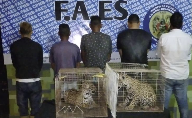 Detenidos en Barinas cuando intentaban vender dos jaguares en $ 6.000