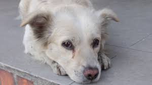 Cada vez hay mas perros abandonados y maltratados en Venezuela