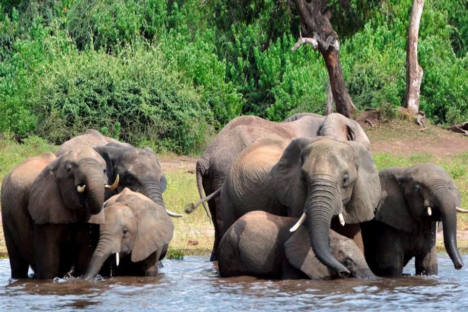350 elefantes mueren en Botsuana