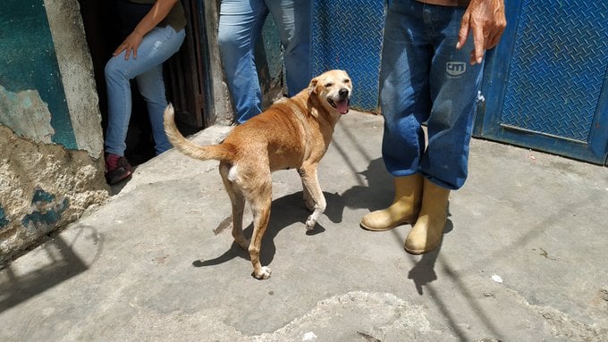 Mascarita es un perro comunitario de La Vega que fue golpeado por un motorizado