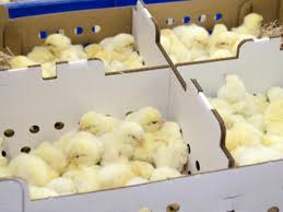 Por recortes presupuestarios al correo, mueren miles de pollo al no ser entregados a tiempo en EEUU