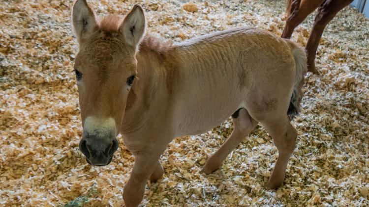 "Kurt" es el nombre del clon del caballo de Przewalski en peligro de extinción y éste nace a partir de un ADN guardado durante 40 años