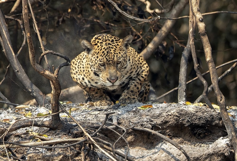Un jaguar observa un área quemada recientemente por incendios forestales el domingo 13 de septiembre de 2020 en el parque Encontro das Aguas, en la región de Pantanal, cerca de Pocone, Brasil