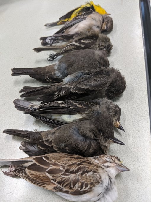 Mueren cientos de pájaros en EEUU y se desconocen las causas