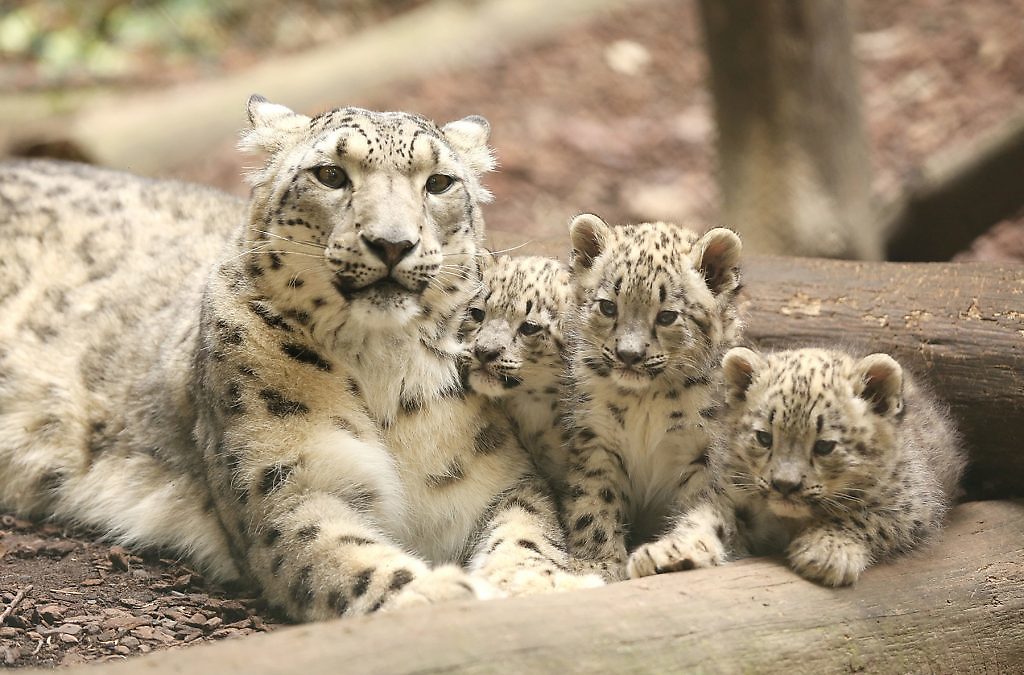 Leopardo de las nieves en peligro de extinción